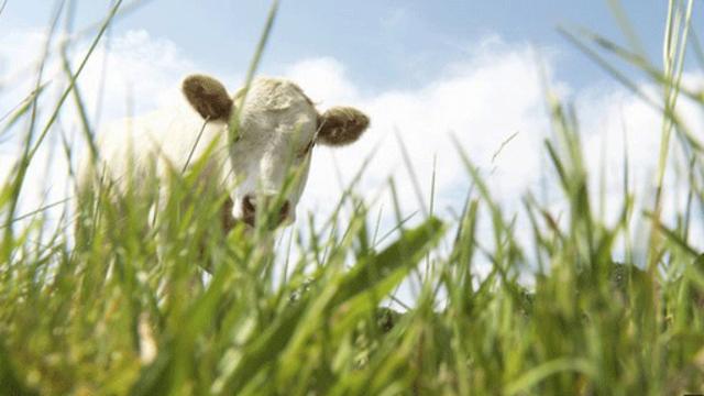 吃草的牛打嗝、放屁釋放甲烷氣體，這對環境有很大危害。