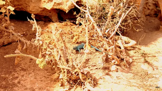 भूमध्य सागर का एक टापू फोरमेनटेरा द्वीप