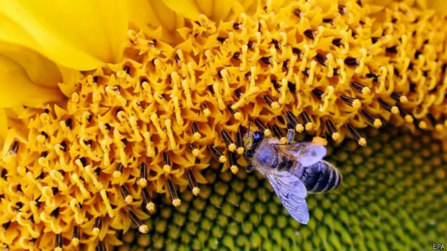 जंगली मक्खी