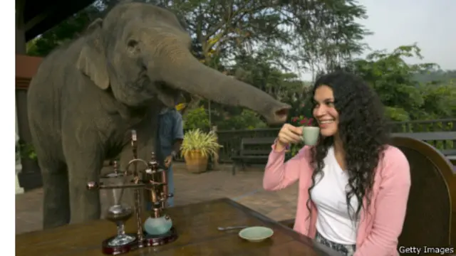 قهوه عاج سیاه را در بیست و یک هتل لوکس دنیا به قیمت فنجانی پنجاه دلار میتوان نوشید