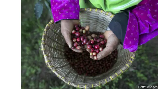 میوه خام قهوه را زنان محلی جمعآوری میکنند