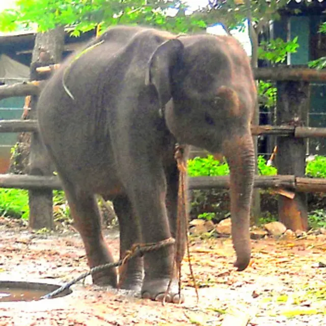 මේ වන විට අලි පැටවා ඇත්අතුරු සෙවණේ රඳවා සිටියි 