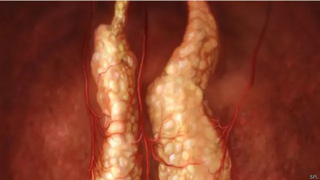 உடலில் இருக்கும் கழுத்துக்கணையம்
