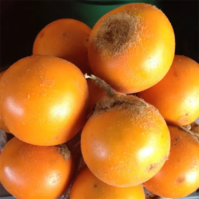 Lulo (Solanum quitoense).