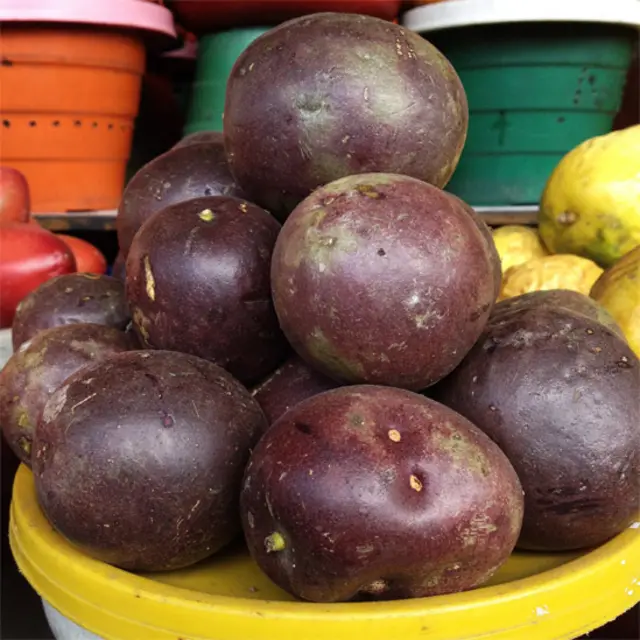 Gulupa (Passiflora pinnatistipula).