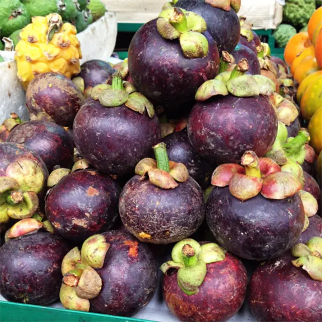 Mangostino (Garcinia mangostana)