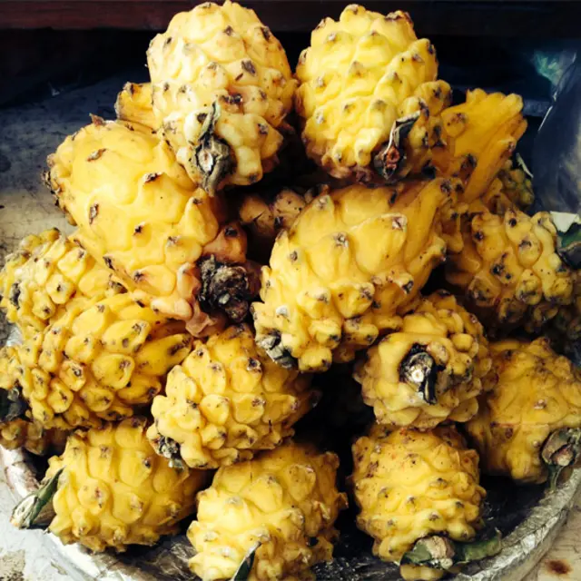 Pitahaya amarilla (Hylocereus megalanthus). 