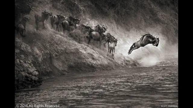 Loài dê rừng sinh sống tại Khu bảo tồn quốc gia Maasai Mara, Kenya là chủ đề trong tác phẩm của Scott Marmer.