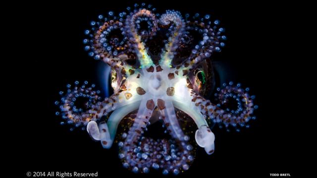 Calamar Bobtail (euprynma berryi): 