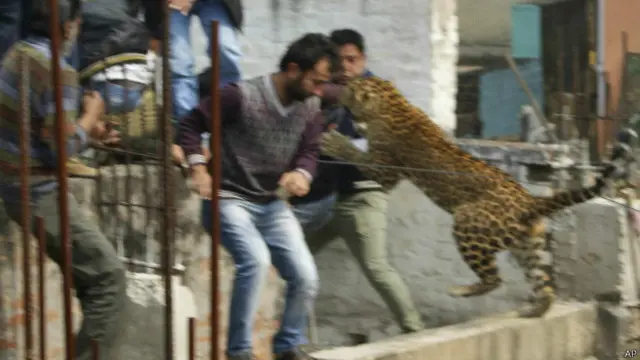 گذشتہ دو ہفتوں میں اتراکھنڈ میں چیتے کے حملے کی یہ تیسری واردات ہے