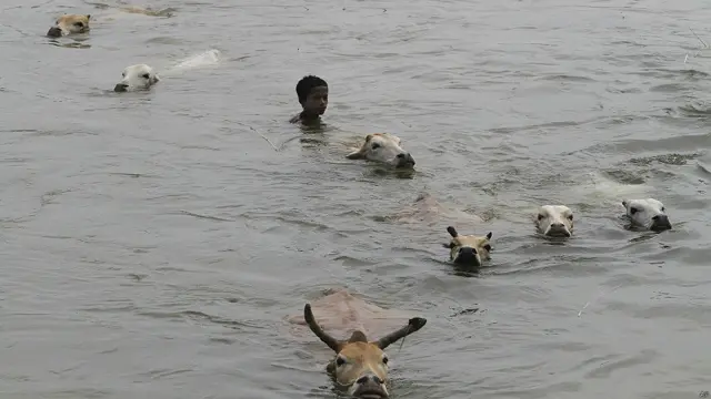 अपने जानवरों के साथ तैरता एक बच्चा.