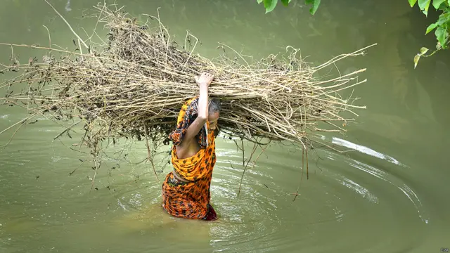 जलाने के लिए लकड़ियां लेकर जाती एक बुजुर्ग महिला