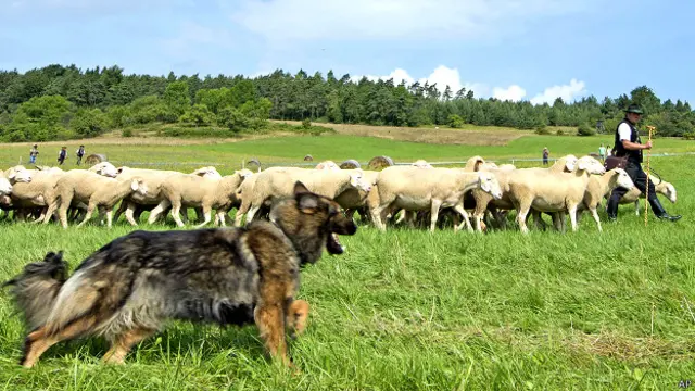 भेंड़ों की निगरानी करता कुत्ता