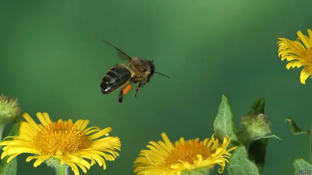 Las abejas han desarrollado unos métodos muy sofisticados para encontrar y comunicase con flores ricas en néctar. Cuando una abeja vuela, se carga positivamente, lo que causa una reacción cuando aterriza en la flor, cuya carga es negativa. 