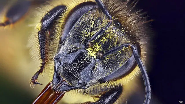 Las abejas no ven de la misma manera que los humanos pues pueden percibir la luz ultravioleta, que las flores utilizan. 