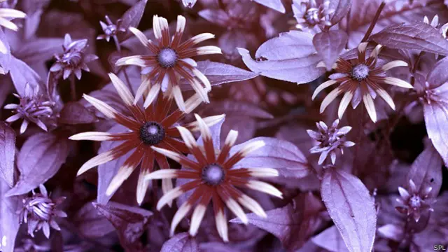 La luz ultravioleta es esencialmente un señal secreta que las flores usan para guíar a las abejas al lugar exacto en el que el néctar está escondido. 