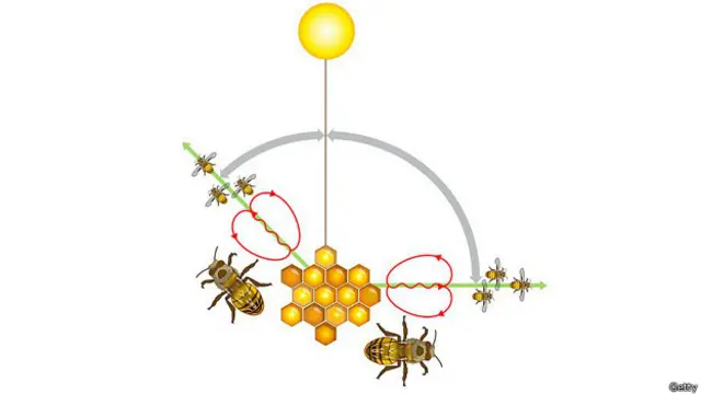 Al bailar en un ángulo específico con respecto al Sol, indican la dirección en la que está la flor. La duración de la danza, señala la distancia: un segundo por cada 750 metros. Entre más entusiasmada esté la abeja danzarina, mejor la calidad de la flor. 