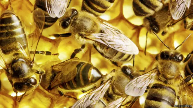 Una buena fuente de néctar es una mina de oro para la colonia de abejas así que es esencial que la abeja que la descubra, le cuente a las otras cómo llegar. ¿Cómo? Usando un ingenioso método de comunicación: 'la danza de la abeja'. 