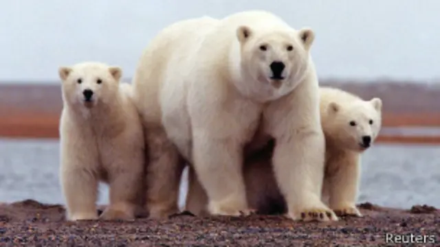 Белые медведи