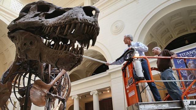 В Чикагском музее чистят скелет динозавра Сью