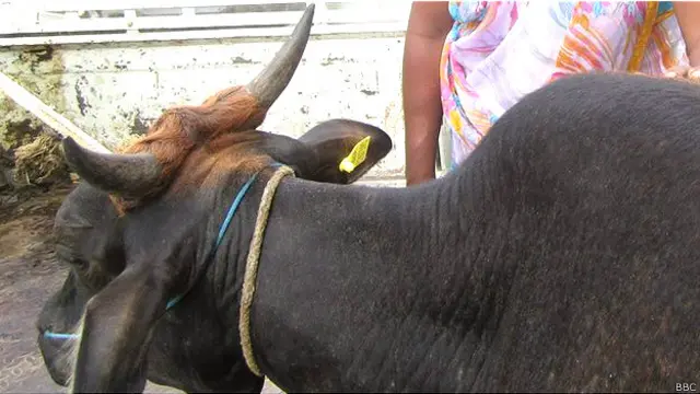 اس تنازعے کی شدت کے باعث اس گائے کو عدالت میں بھی پیش کیا گیا