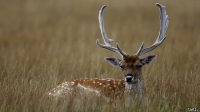 En parques como el de Richmond, en el oeste de la ciudad, pueden verse ciervos.
