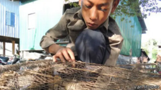 En Camboya son baratas y en Vietnam son caras.