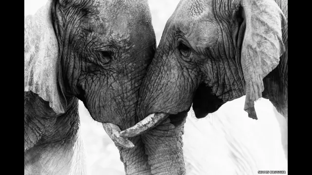 عکس از سیمز براگر. ارسال عکس برای مسابقه از طریق این سایت انجام می شود: www.worldphoto.org