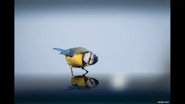 جورج مری با عکسی از یک چرخ‌ریسک سر آبی که در آب ایستاده است. عنوان عکس: "سلام... چطوری؟"