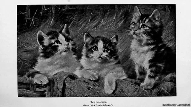 Результатом амбициозного проекта стало многократное увеличение числа котиков в интернете