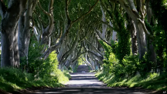 буковая аллея