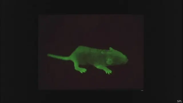 Camundongo transgênico (SPL)