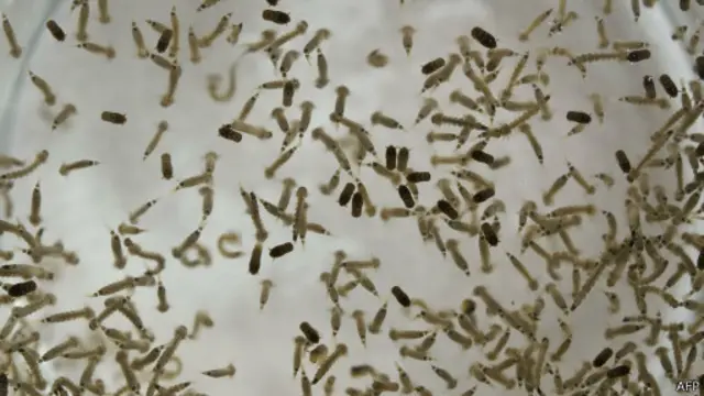 Mosquito transgênico (AFP)