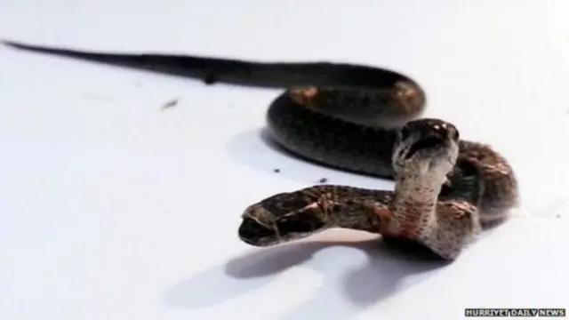 Pigtail va kokrakli qiz Biseksual yigitlar qizlarni oldida sikishadi