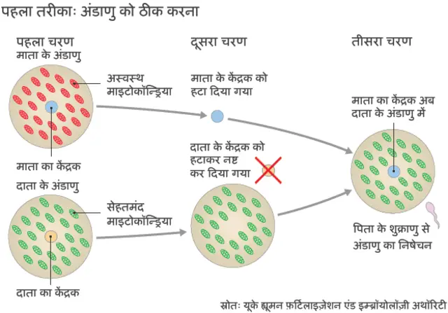 भ्रूण की मरम्मत