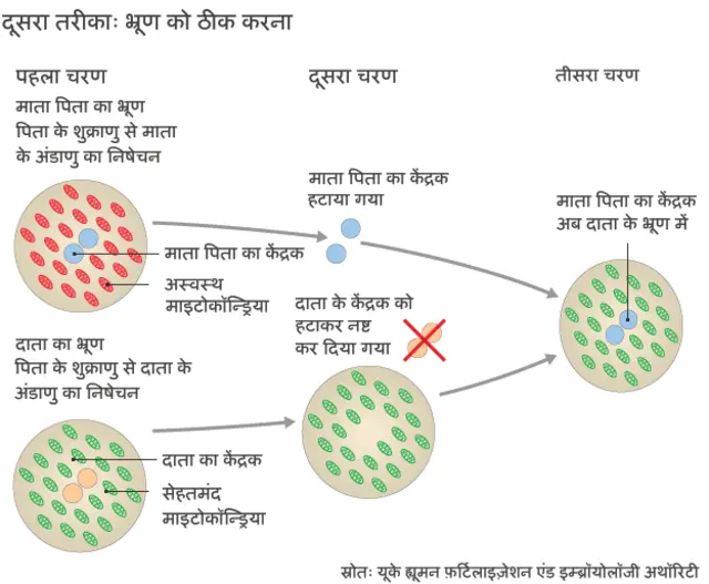 भ्रूण की मरम्मत