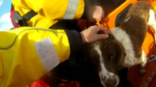 Sprig se perdeu no dia 22 de agosto enquanto fazia uma caminhada com seus donos