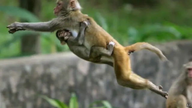 很多印度教徒把弥猴视为神圣的，并喂养弥猴。