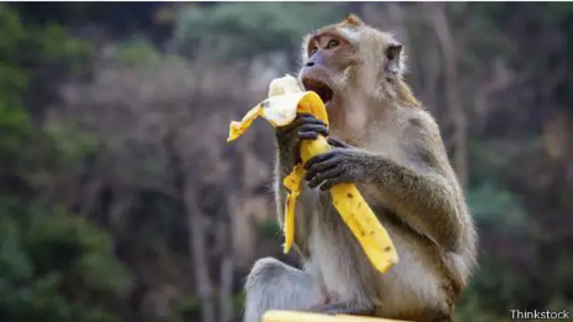 Monito comiendo un banano