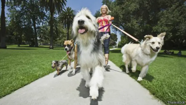 قد يحصل الشخص الذي يأخذ الكلاب للنزهة على نحو 96 ألف دولار سنويا في الولايات المتحدة. 