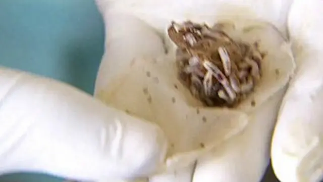 Al finalizar el tratamiento las larvas se ven más grandes y pesadas.