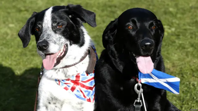 Одамлар ўз истакларини уй ҳайвонлари орқали ёки ҳазил-мутойиба оҳангида ҳам изҳор этмоқдалар. Ола ит бўйнида Британия байроғи, қора ит бўйнида эса Шотландия байроғи боғланган. Дарвоқе, Шотландия мустақил бўлса, Буюк Британия байроғи ўзгариши керак. Ҳатто "буюк" сўзи ҳам савол остида қолиши мумкин. 