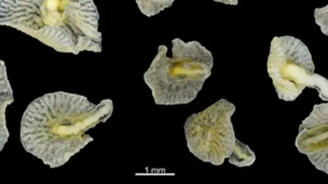 Странные подводные существа