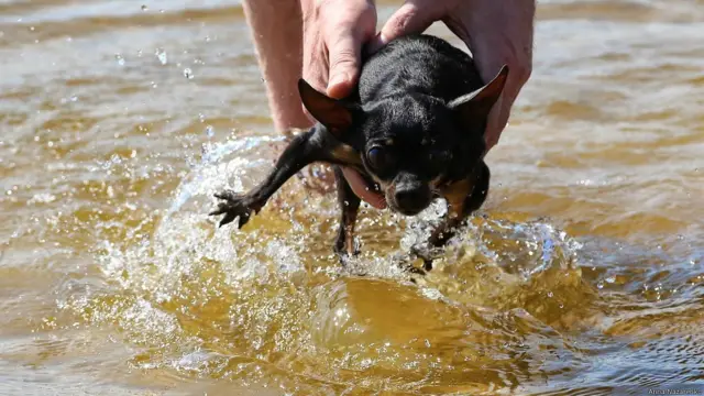 Той-терьер в море