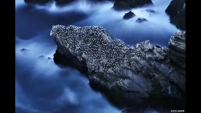 "Морская жизнь северных олуш". Автор - Руфь Ашер