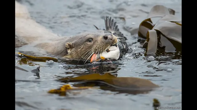 Фотография выдры, охотящейся за тупиком. Автор - Ричард Шуксмит