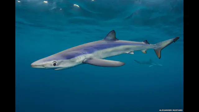 "Голубая бездна и голубые акулы". Автор - Александр Мастард