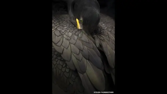 "Образ отдыхающего баклана". Автор - Стивен Фэйрбразер