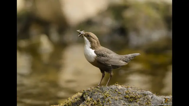 "Оляпка с добычей". Автор - Уильям Боукатт