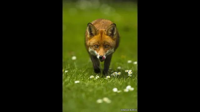 "Снимок лисы". Автор - Джошуа Берч